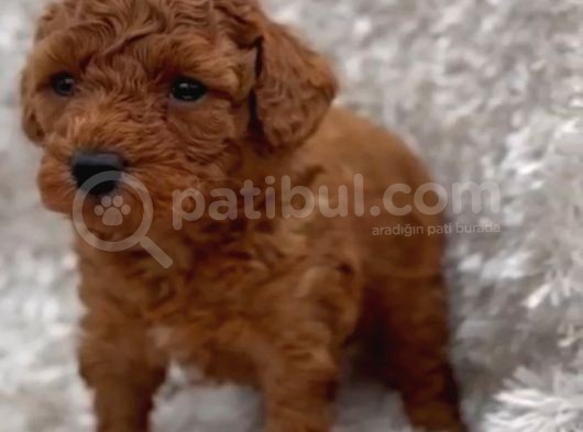 A Kalite Toy Boy Poodle Bebekler