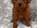 A Kalite Toy Boy Poodle Bebekler
