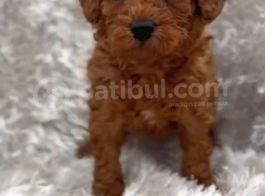 A Kalite Toy Boy Poodle Bebekler görsel