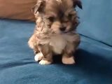 Mini boy morkie