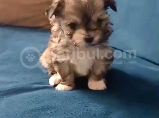 Mini Boy Morkie
