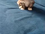 Mini Boy Morkie