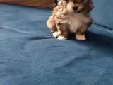 Mini Boy Morkie