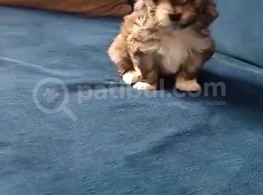 Mini Boy Morkie görsel