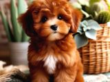 TOOY POODLE YAVRUMUZ 0 TEACUP 