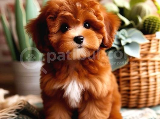 Tooy Poodle Yavrumuz 0 Teacup 