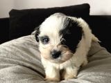 A Kalite Morkie