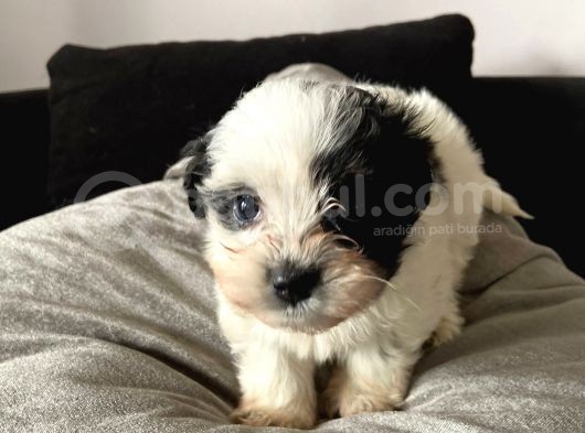 A Kalite Morkie görsel