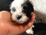 A Kalite Morkie