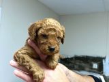 Red toy poodle