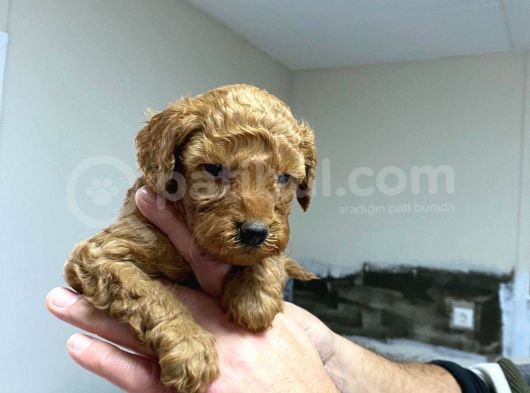 Red Toy Poodle