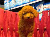 ORJİNAL TOY POODLE