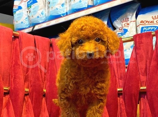 Orji̇nal Toy Poodle