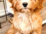 TOOY POODLE YAVRUMUZ 0 TEACUP 