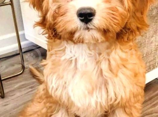 Tooy Poodle Yavrumuz 0 Teacup 