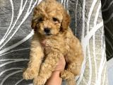 Orjinal Toy Poodle Yavrularım