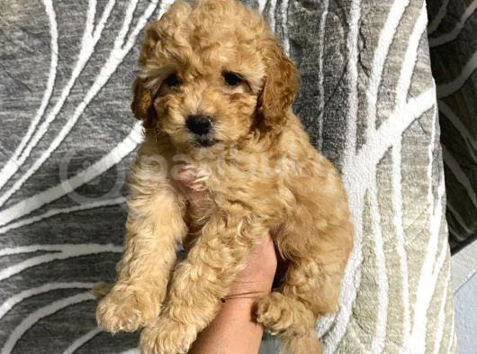 Orjinal Toy Poodle Yavrularım görsel