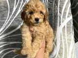 Orjinal Toy Poodle Yavrularım