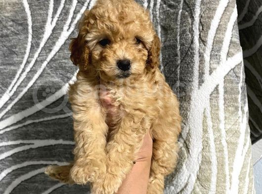Orjinal Toy Poodle Yavrularım görsel