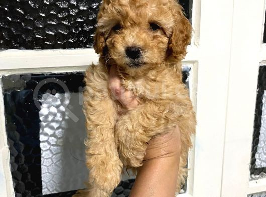 Ailenizin Yeni Üyesi Minik Bir Toy Poodle