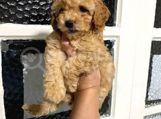 Ailenizin Yeni Üyesi Minik Bir Toy Poodle görsel