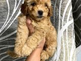 Orjinal toy poodle yavrularım