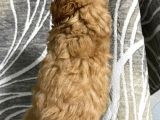 Orjinal Toy Poodle Yavrularım
