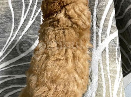 Orjinal Toy Poodle Yavrularım görsel