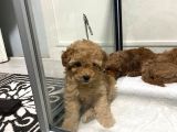 Mini Mini Toy Poodle Bebeklerim