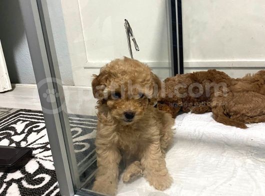 Mini Mini Toy Poodle Bebeklerim görsel