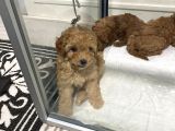 Mini Mini Toy Poodle Bebeklerim