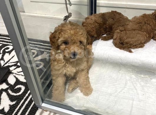 Mini Mini Toy Poodle Bebeklerim görsel