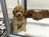 Mini Mini Toy Poodle Bebeklerim
