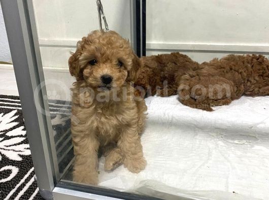 Mini Mini Toy Poodle Bebeklerim görsel