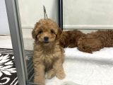 Mini Mini toy poodle bebeklerim