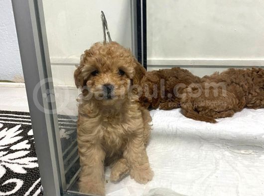 Mini Mini Toy Poodle Bebeklerim