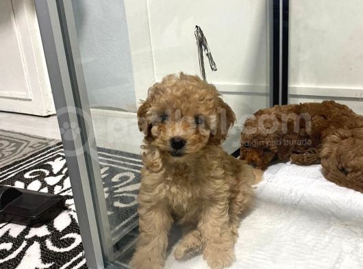 Mini Mini Toy Poodle Bebeklerim görsel
