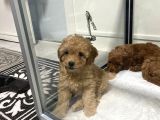 Mini Mini Toy Poodle Bebeklerim