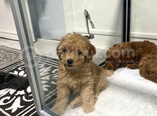 Mini Mini Toy Poodle Bebeklerim görsel