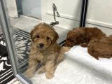 Mini Mini Toy Poodle Bebeklerim