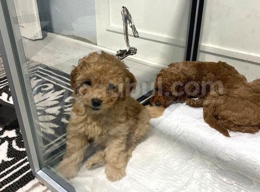 Mini Mini Toy Poodle Bebeklerim görsel