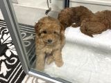 Mini Mini Toy Poodle Bebeklerim