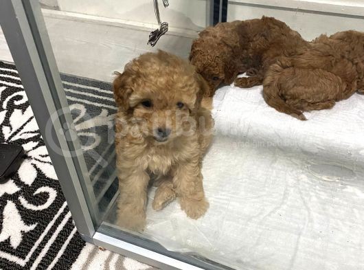Mini Mini Toy Poodle Bebeklerim görsel