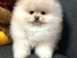 POMERRİAN BOO AYI SURATLI 