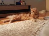 Maine Coon oğlumuza eş arıyoruz