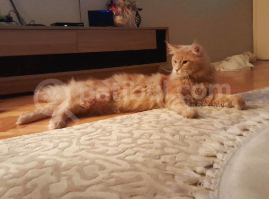 Maine Coon Oğlumuza Eş Arıyoruz