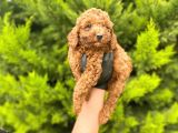 Yeterince Anne Sütü Alan Sağlıklı Toy Poodle Bebekler