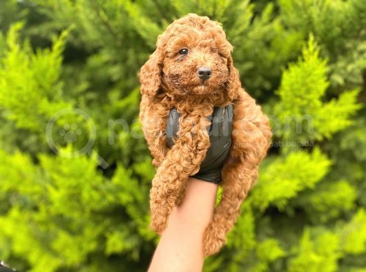 Yeterince Anne Sütü Alan Sağlıklı Toy Poodle Bebekler görsel