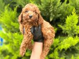 Yeterince anne sütü alan sağlıklı toy poodle bebekler
