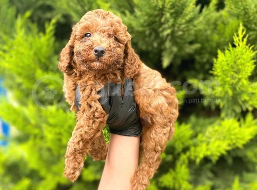 Yeterince Anne Sütü Alan Sağlıklı Toy Poodle Bebekler